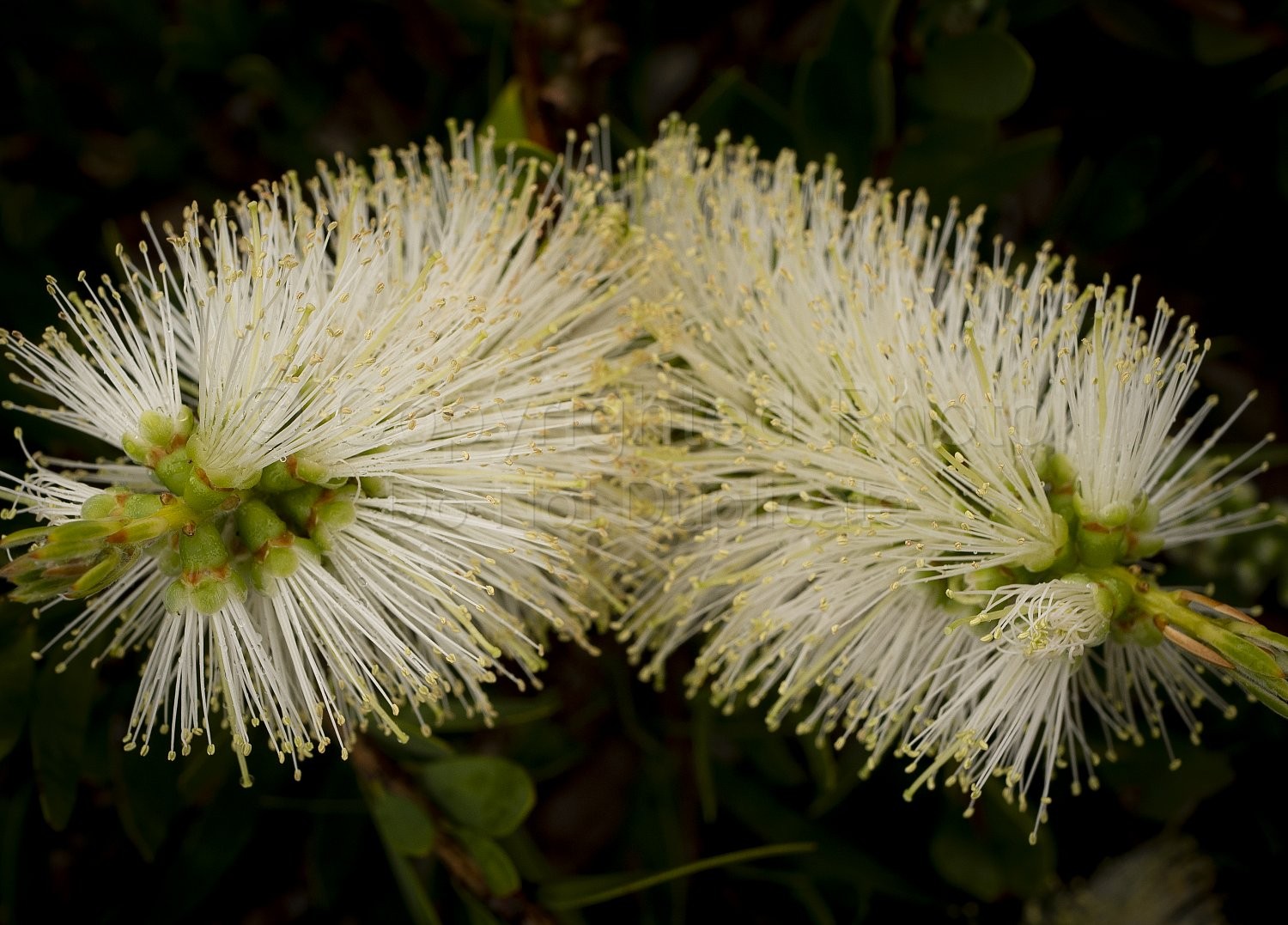 White Flower