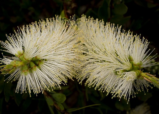 White Flower