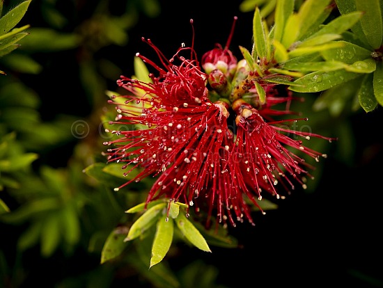 Red Flower