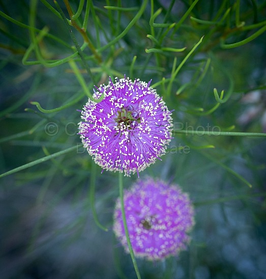 Purple Flowers