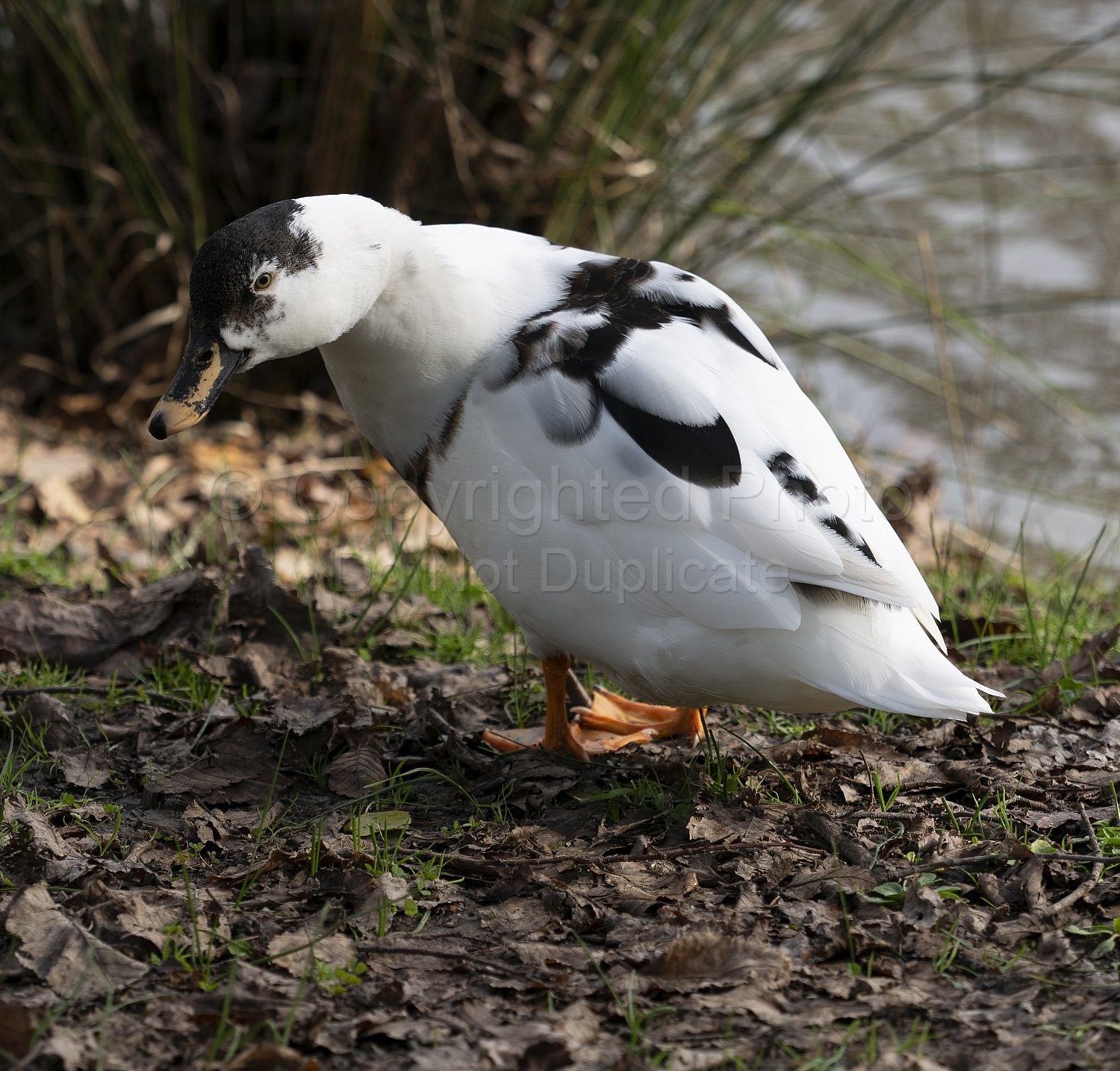 Black and white Duck